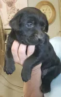 Black lab female, a female Labrador Retriever for sale in Milton, FL – 1 of 1