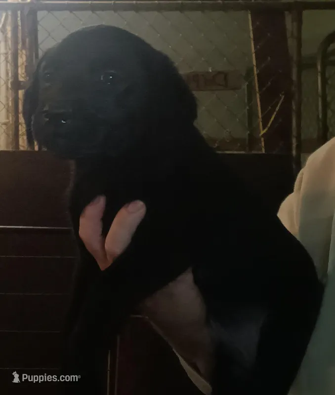 Black lab male – Labrador Retriever puppy for sale in Milton, FL