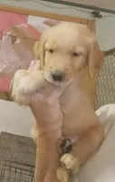 Golden Retriever-female, ready next week, a female Golden Retriever for sale in Milton, FL – 1 of 1
