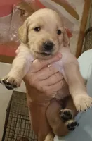 Golden Retriever- ready mid October, a female Golden Retriever for sale in Milton, FL – 1 of 1