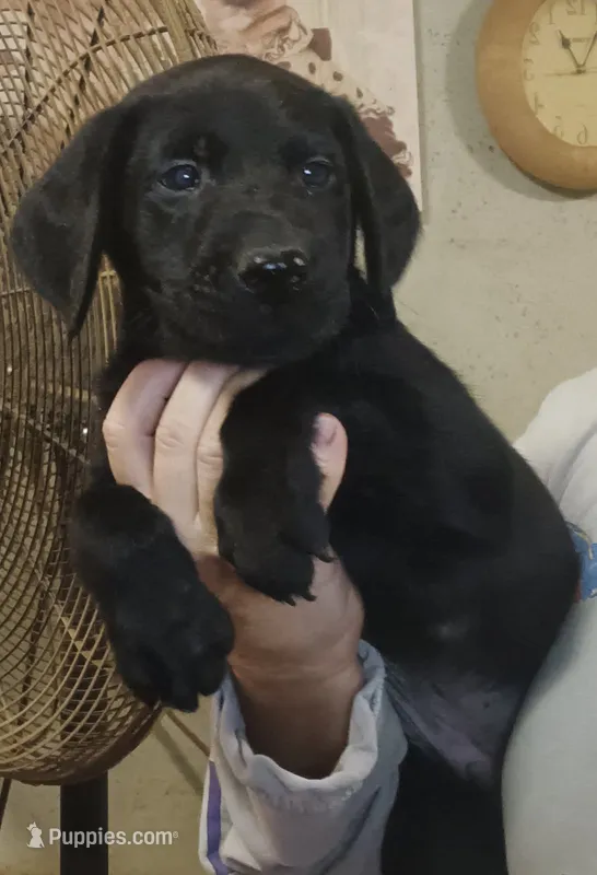 black lab – Labrador Retriever puppy for sale in Milton, FL