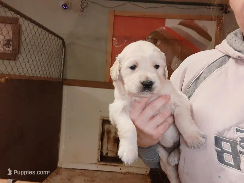 Golden girl – English Cream Golden Retriever puppy for sale in Milton, FL
