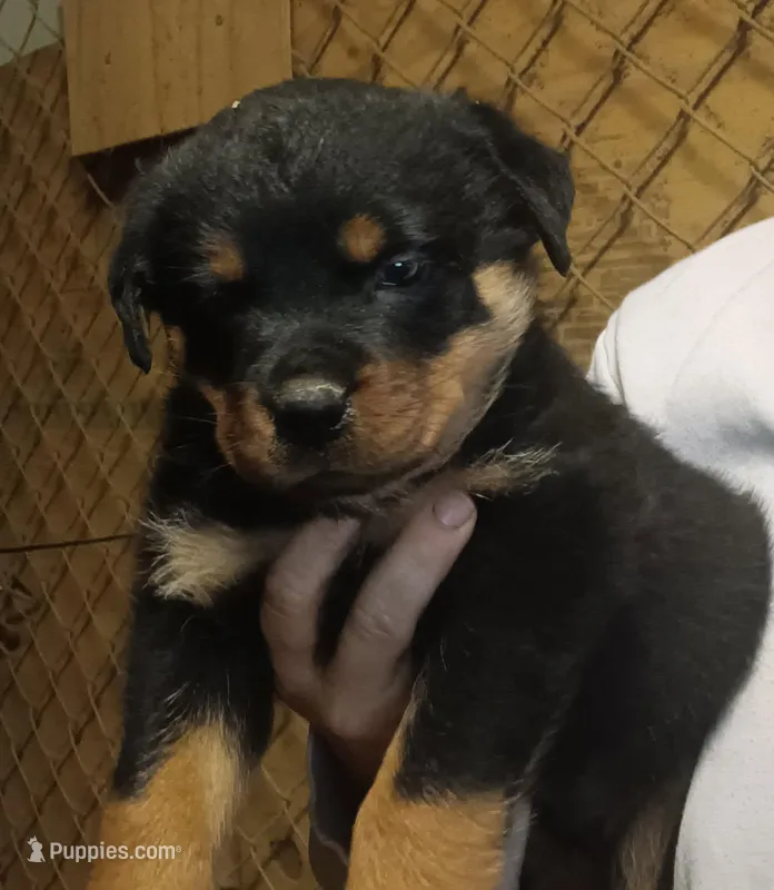 rottie boy – Rottweiler puppy for sale in Milton, FL