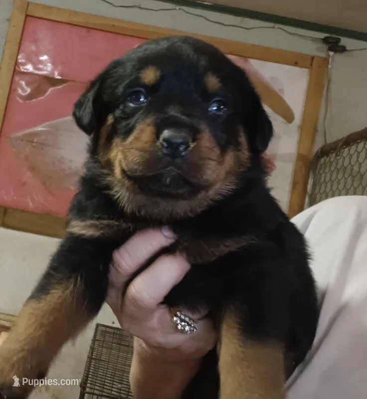 rottie female