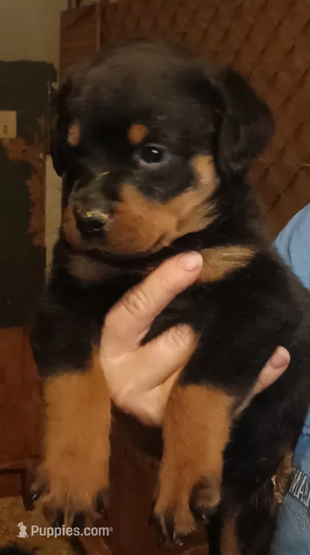 Rottweiler  – Rottweiler puppy for sale in Milton, FL