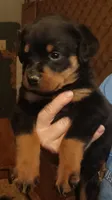 Rottweiler , a female Rottweiler for sale in Milton, FL – 1 of 1