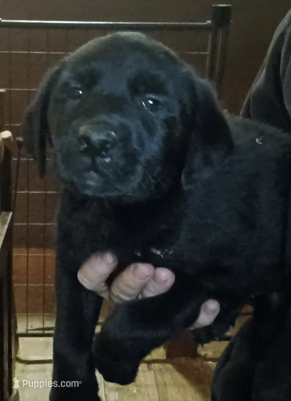 Lab female- ready soon – Labrador Retriever puppy for sale in Milton, FL