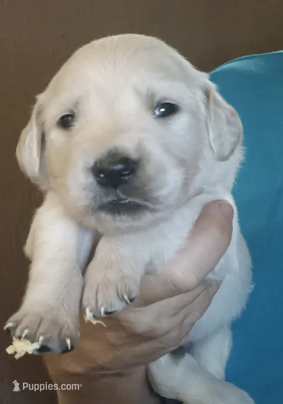 Golden Retriever – Golden Retriever puppy for sale in Milton, FL