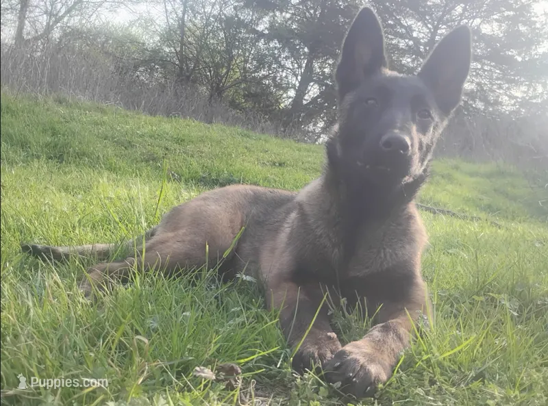 Sheila, a female Belgian Malinois for sale in Chattanooga, TN – 1 of 2