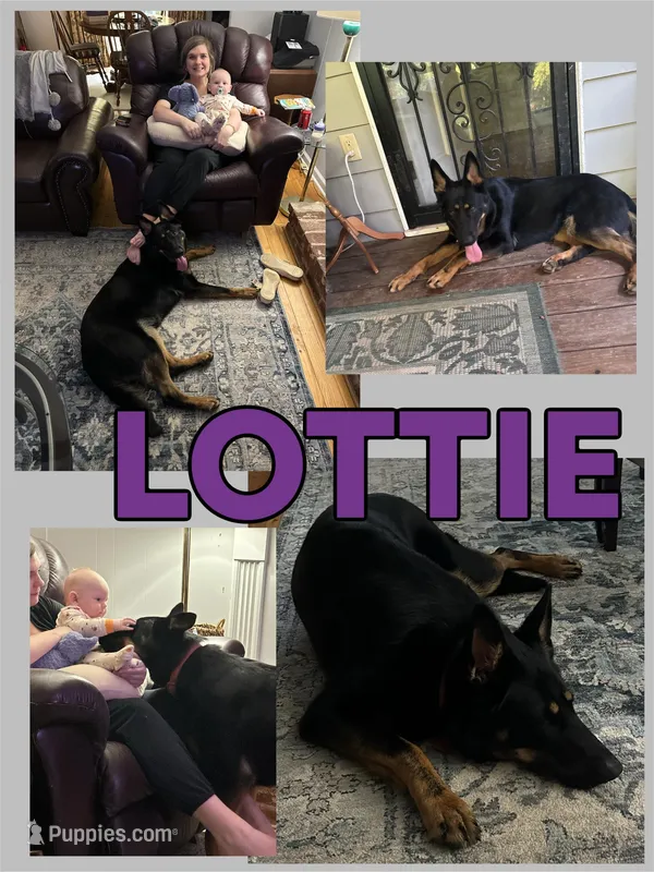 Lottie, a female German Shepherd Dog for sale in Chattanooga, TN – Photo 1 of 1