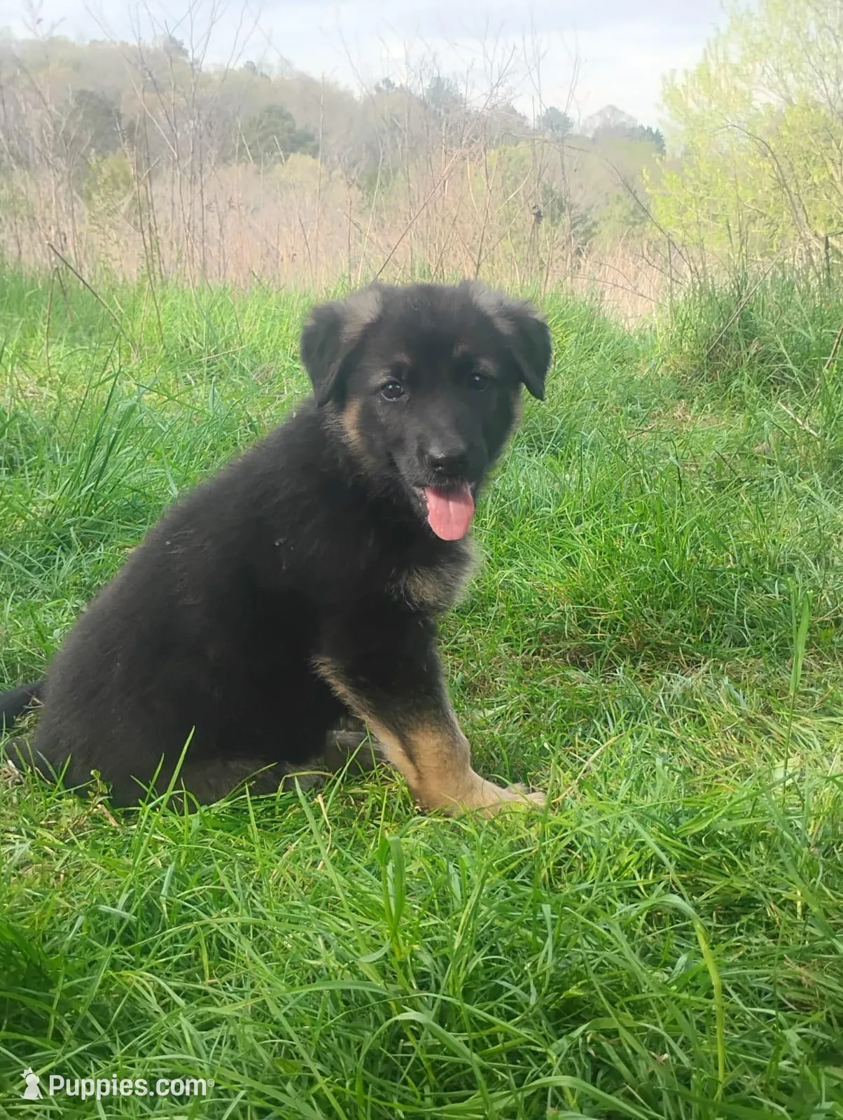 Candy -Stock Coated Female – German Shepherd Dog puppy for sale in Chattanooga, TN