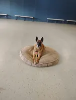 Rona, a female Belgian Malinois for sale in Chattanooga, TN – Photo 3 of 5