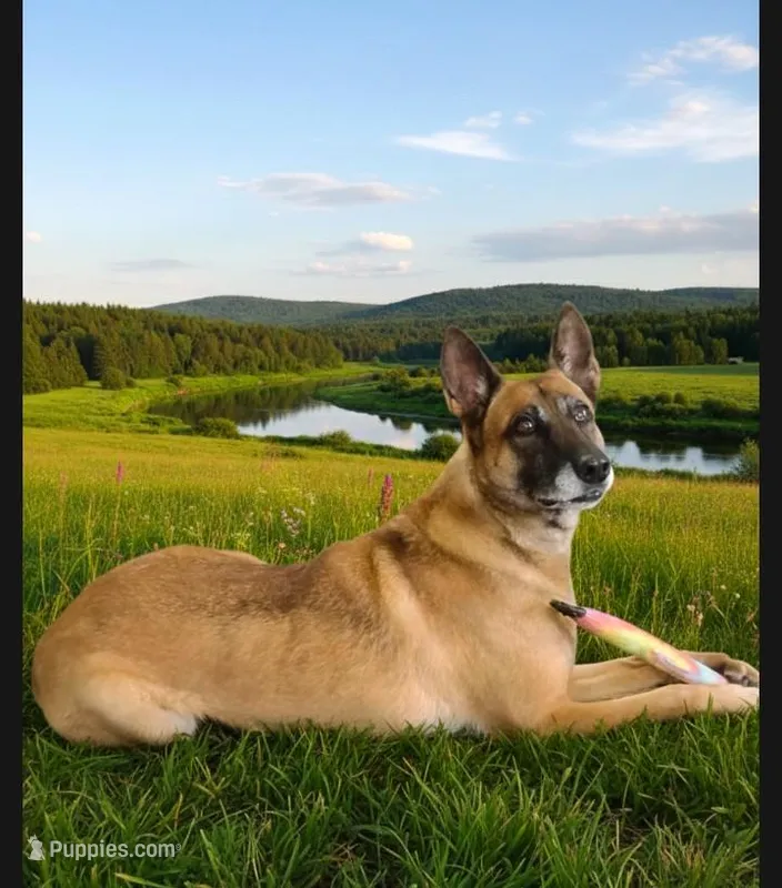 Rona – Belgian Malinois puppy for sale in Chattanooga, TN