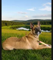 Rona, a female Belgian Malinois for sale in Chattanooga, TN – Photo 1 of 5