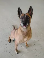 Rona, a female Belgian Malinois for sale in Chattanooga, TN – Photo 5 of 5