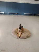 Rona, a female Belgian Malinois for sale in Chattanooga, TN – Photo 2 of 5