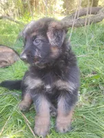 Saint -Long Haired Male, a male German Shepherd Dog for sale in Chattanooga, TN – Photo 2 of 2