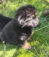 Saint -Long Haired Male, a male German Shepherd Dog for sale in Chattanooga, TN – Photo 1 of 2