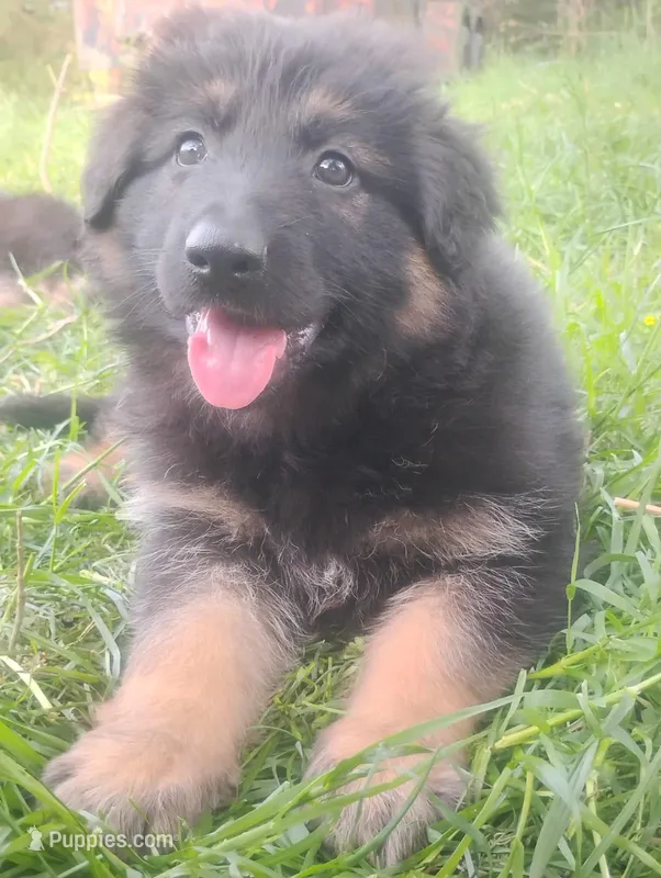 Saint -Long Haired Male – German Shepherd Dog puppy for sale in Chattanooga, TN