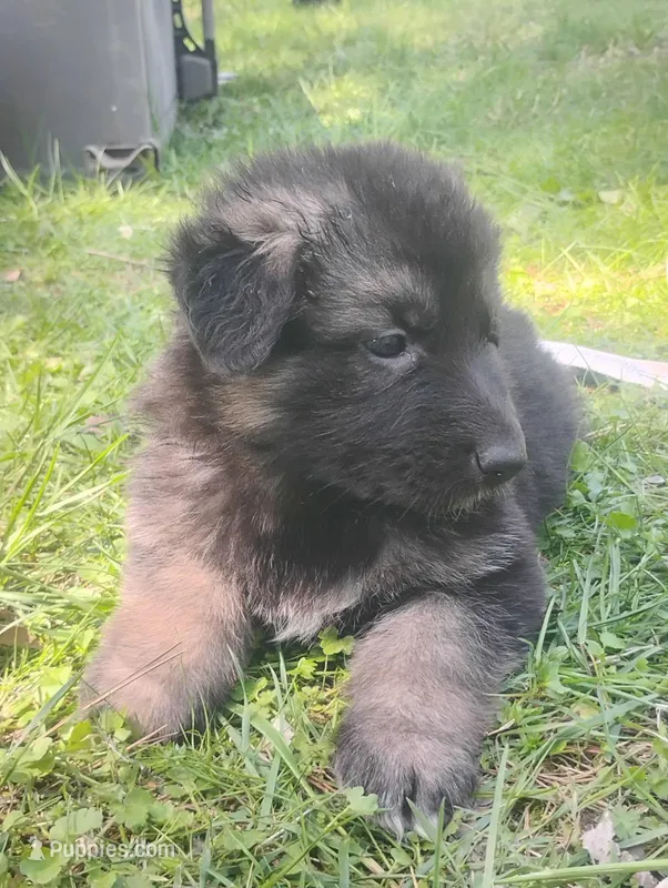 Rose- Long Haired Female – German Shepherd Dog puppy for sale in Chattanooga, TN