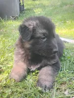 Rose- Long Haired Female, a female German Shepherd Dog for sale in Chattanooga, TN – Photo 1 of 2