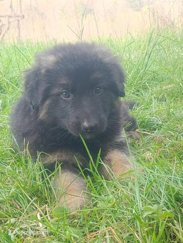 Rose- Long Haired Female – German Shepherd Dog puppy for sale in Chattanooga, TN