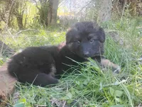 Rose- Long Haired Female, a female German Shepherd Dog for sale in Chattanooga, TN – Photo 2 of 2