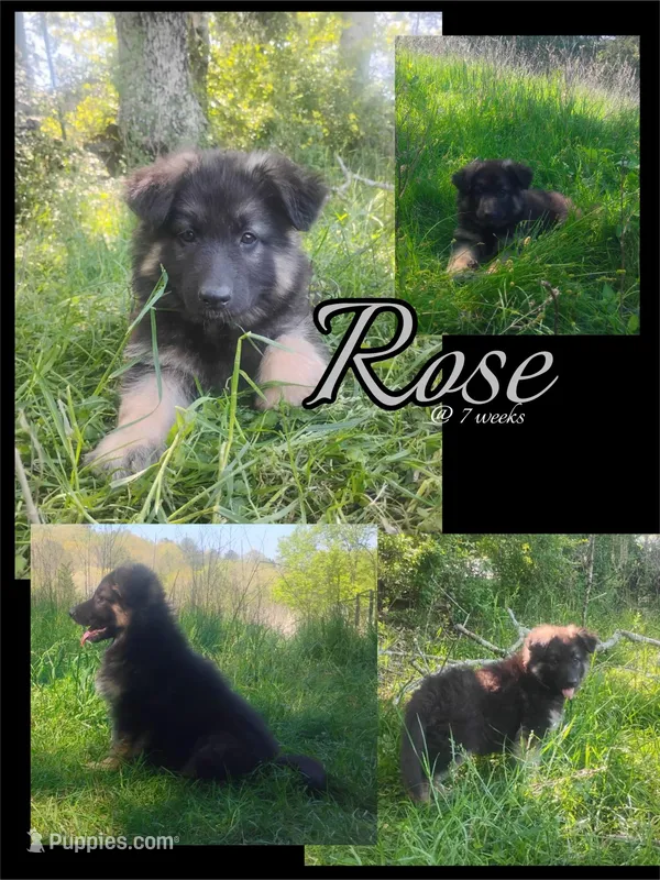 Rose- Long Haired Female – German Shepherd Dog puppy for sale in Chattanooga, TN