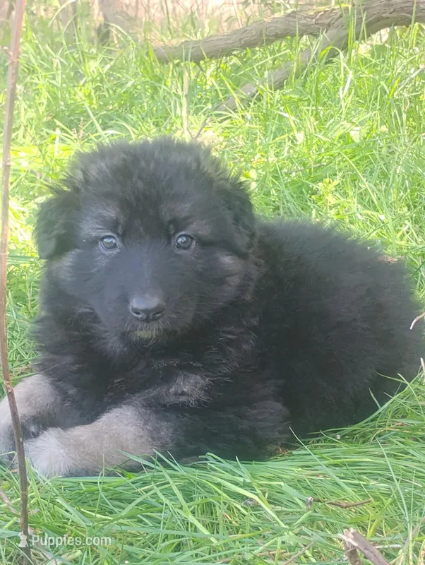 Amour- Long Haired Male – German Shepherd Dog puppy for sale in Chattanooga, TN