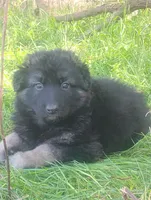 Amour- Long Haired Male, a male German Shepherd Dog for sale in Chattanooga, TN – 3 of 6