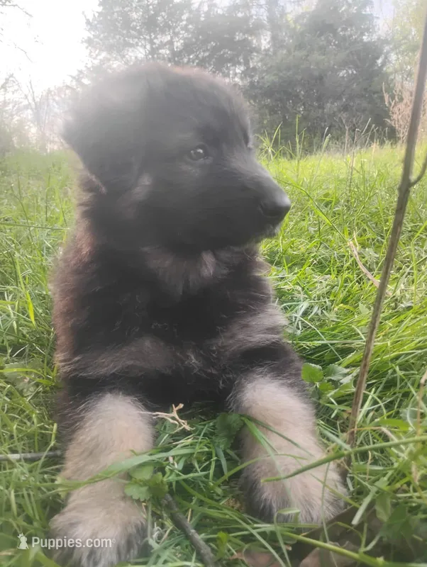 Amour- Long Haired Male – German Shepherd Dog puppy for sale in Chattanooga, TN