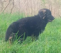 Amour- Long Haired Male, a male German Shepherd Dog for sale in Chattanooga, TN – 4 of 6