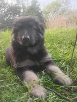 Amour- Long Haired Male, a male German Shepherd Dog for sale in Chattanooga, TN – 6 of 6