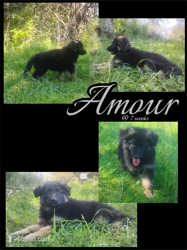 Amour- Long Haired Male – German Shepherd Dog puppy for sale in Chattanooga, TN