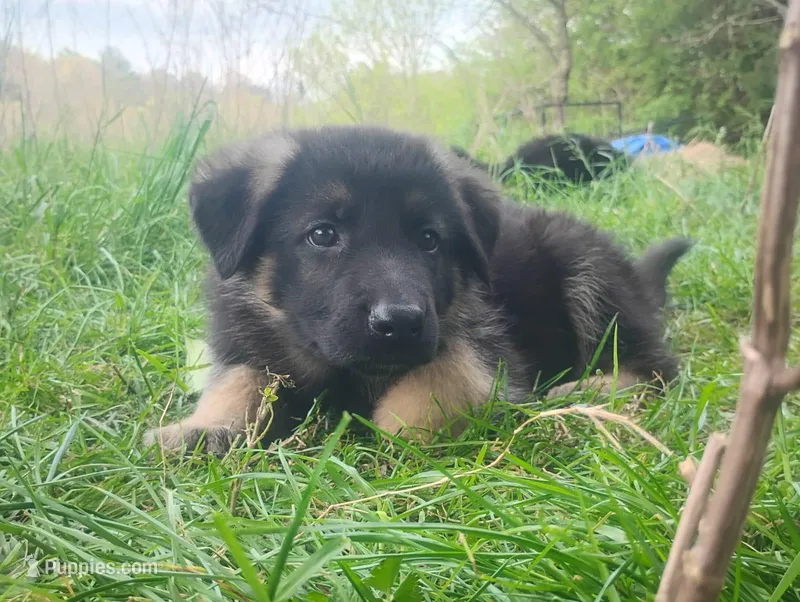 Cupid -Stock Coated Male – German Shepherd Dog puppy for sale in Chattanooga, TN