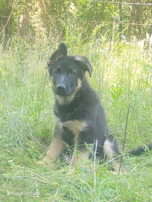 Cupid -Stock Coated Male – German Shepherd Dog puppy for sale in Chattanooga, TN