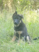 Cupid -Stock Coated Male, a male German Shepherd Dog for sale in Chattanooga, TN – 1 of 9