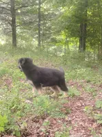 Cupid -Stock Coated Male, a male German Shepherd Dog for sale in Chattanooga, TN – 4 of 9