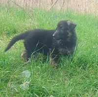 Cupid -Stock Coated Male, a male German Shepherd Dog for sale in Chattanooga, TN – Photo 6 of 7