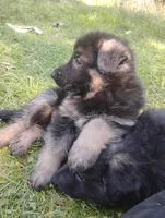 Cupid -Stock Coated Male, a male German Shepherd Dog for sale in Chattanooga, TN – Photo 2 of 2