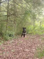 Cupid -Stock Coated Male, a male German Shepherd Dog for sale in Chattanooga, TN – 3 of 9