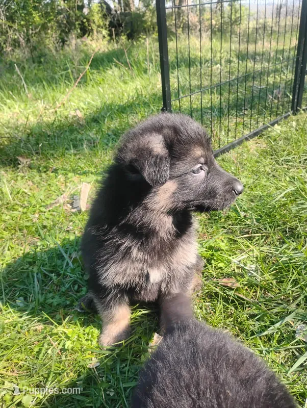 Cupid -Stock Coated Male – German Shepherd Dog puppy for sale in Chattanooga, TN