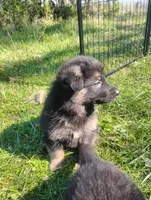 Cupid -Stock Coated Male, a male German Shepherd Dog for sale in Chattanooga, TN – Photo 1 of 2