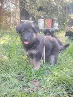 Cupid -Stock Coated Male, a male German Shepherd Dog for sale in Chattanooga, TN – Photo 7 of 7