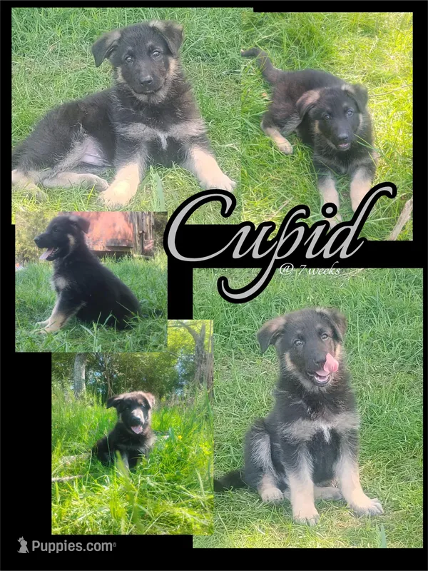 Cupid -Stock Coated Male – German Shepherd Dog puppy for sale in Chattanooga, TN