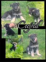 Cupid -Stock Coated Male, a male German Shepherd Dog for sale in Chattanooga, TN – Photo 1 of 7
