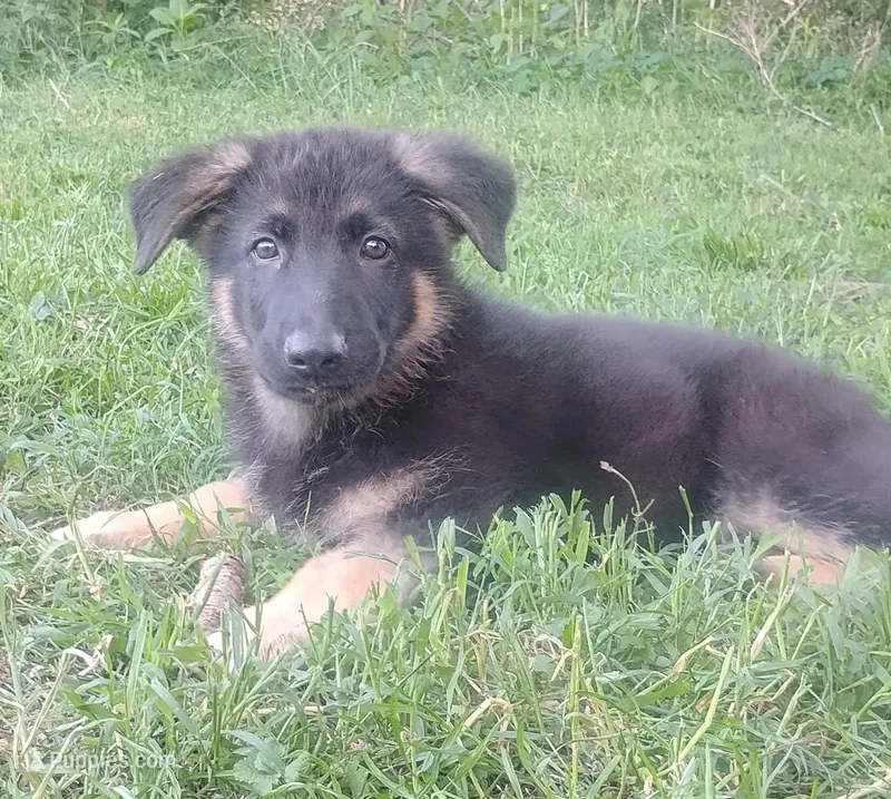 Cupid -Stock Coated Male – German Shepherd Dog puppy for sale in Chattanooga, TN