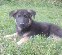 Cupid -Stock Coated Male, a male German Shepherd Dog for sale in Chattanooga, TN – 2 of 9