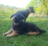 Cupid -Stock Coated Male, a male German Shepherd Dog for sale in Chattanooga, TN – 6 of 9