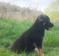 Cupid -Stock Coated Male, a male German Shepherd Dog for sale in Chattanooga, TN – Photo 5 of 7